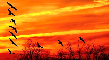 Birds flying, demonstrating the leadership recipe